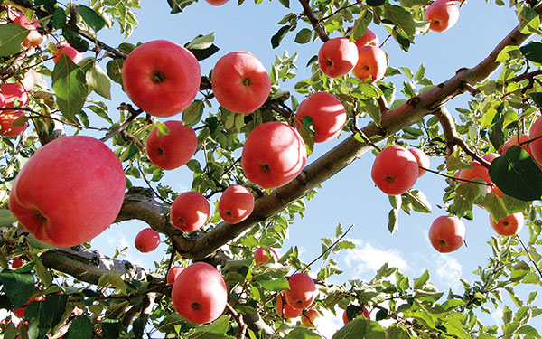 Aomori apples