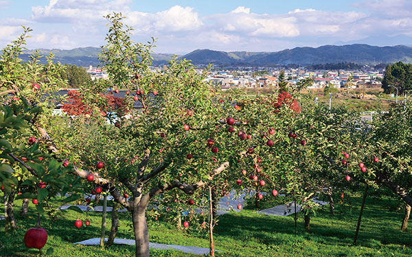 Aomori apples